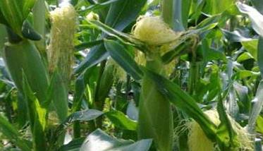 甜玉米种植技术