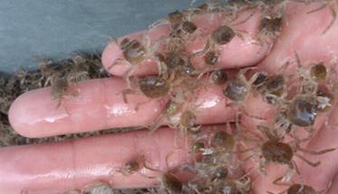 蟹苗一般多少钱一斤 河蟹一亩地放多少蟹苗
