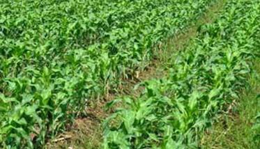 玉米合理密植为什么能提高产量（合理密植能够有效提高玉米产量的原理）