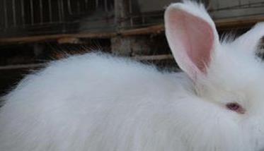 如何提高长毛兔兔毛的产量和质量（长毛兔怎么训练）
