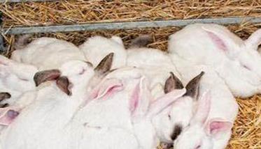 不同时期肉兔的饲养管理 肉兔饲养周期是多长