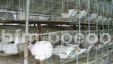 我国适合发展养兔