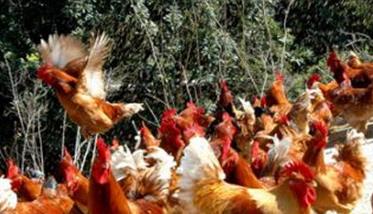 改善鸡蛋的蛋壳质量的主要措施 改善蛋壳质量的方法