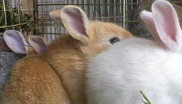 泌乳母兔的饲养管理，提供泌乳母兔饲料配方