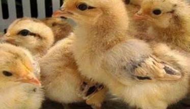 育雏鸡的温度和湿度及采光要求 育雏鸡的温度是多少