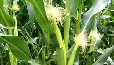 玉米花粒期多长时间 玉米花粒期的管理措施