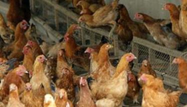 蛋鸡育成期的光照管理原则与方法（蛋鸡育成期的光照时间）