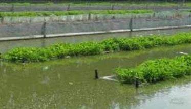泥鳅的高产养殖技术 泥鳅无土高产养殖技术