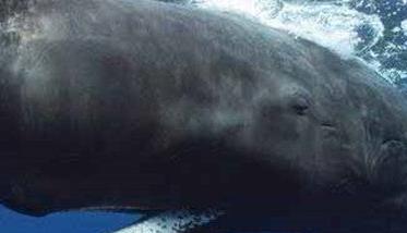 鲸鱼的祖先是什么样子的动物（鲸鱼的祖先是什么动物图片?）
