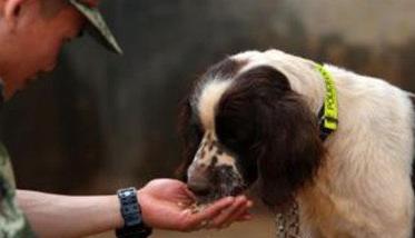 训犬时主人对训犬效果会有什么影响 训犬师训完的狗会听主人话吗