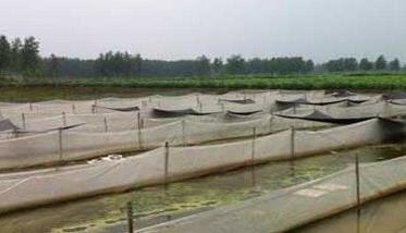 网箱养殖黄鳝一定要把好六大关 网箱养殖黄鳝技术指导