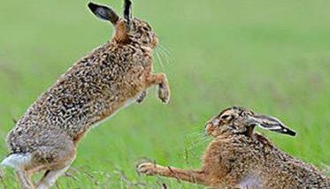 野兔的生活习性和特点（野兔子的生活环境和生活特征）