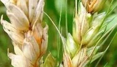 小麦吸浆虫的防治方法 小麦吸浆虫的防治措施和方法