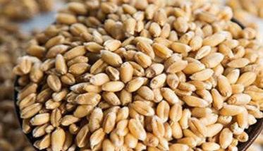小麦种子质量标准是什么 小麦种子的质量标准