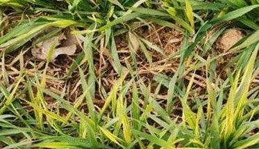 小麦土传花叶病毒病的症状特征