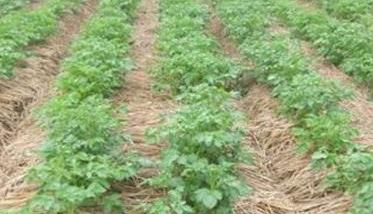 秋马铃薯稻田免耕稻草覆盖栽培技术
