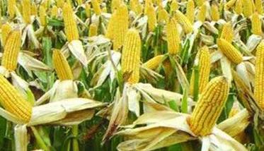 玉米产量构成因素有哪些 玉米产量构成因素有哪些方面