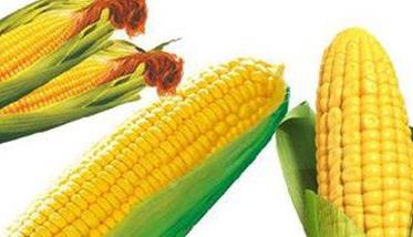糯玉米的功效与作用 糯玉米的功效与作用减肥