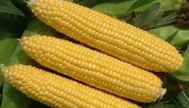 高赖氨酸玉米优质高产栽培技术有哪些特点