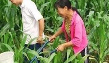 甜玉米施肥技术措施