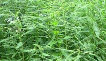 田菁种植技术