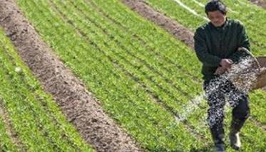 小麦肥料哪个好