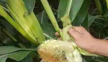 玉米畸形穗什么原因造成的 玉米畸形苗