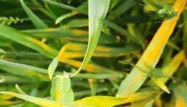 小麦苗期常见病虫害的防治技术要点（小麦苗期常见病虫害的防治技术要点有哪些）