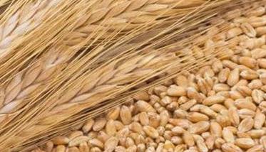小麦播种期病虫防治技术建议 小麦病虫防治最佳时期