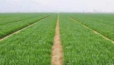 旱地小麦春季管理技术的四个要点 旱地小麦种植方法