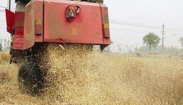 稻草全量还田种植小麦的新方法 农田稻草