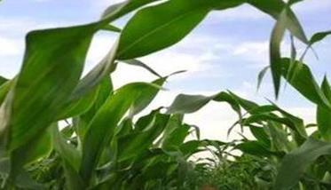鲜食玉米地膜覆盖栽培技术有哪些 鲜食玉米地膜覆盖栽培技术有哪些方法