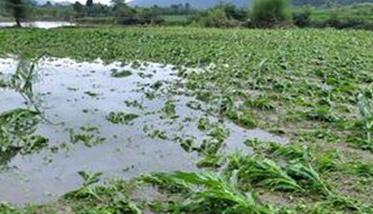 渍害对玉米生长发育的影响 渍害对玉米生长发育的影响