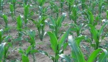 玉米不同生育时期对氮、磷、钾的吸收情形怎样