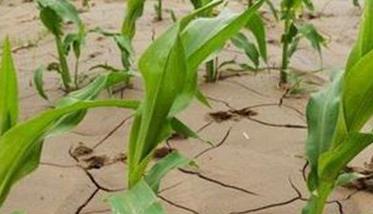 干旱对玉米生长发育有何影响（玉米花期遭遇干旱主要影响）