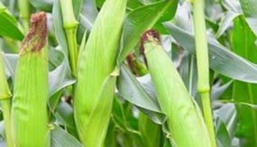 玉米籽粒成熟的三个时期及其成熟的标志是什么