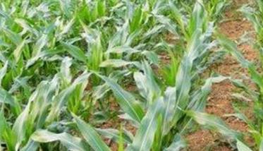 怎样根据玉米需肥规律分次追肥、施肥？