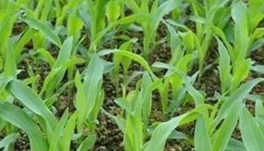 玉米异常苗的控制与防治方法