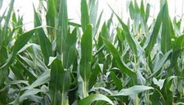 提高玉米产量应注意的四项措施 提高玉米产量应注意的四项措施是