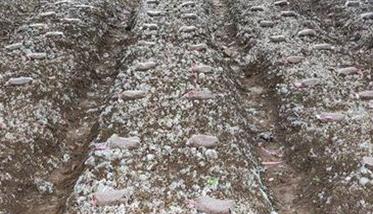 羊肚菌原种能直接栽培吗（羊肚菌原种能直接栽培吗）