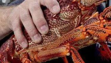 澳洲龙虾怎样养殖 澳洲龙虾怎样养殖的