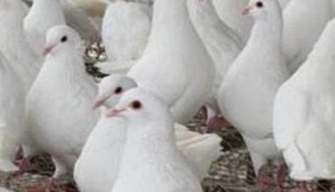 四种春季肉鸽常见病的防治方法（四种春季肉鸽常见病的防治方法是）