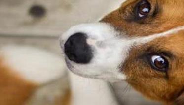 中西药结合治疗犬心丝虫病的方法（中西药结合治疗犬心丝虫病的方法有哪些）