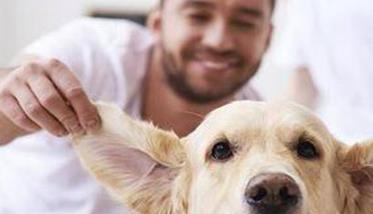 宠物狗的家庭养护 宠物狗的家庭养护措施