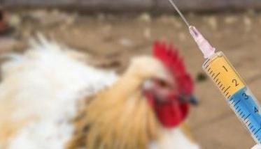 重视家禽预防性用药 家禽的疾病预防与治疗