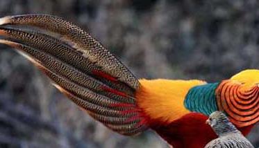 红腹锦鸡的繁殖及育苗技术 红腹锦鸡繁殖期