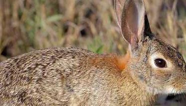 野兔的生活习性 野兔子的特点和生活特征