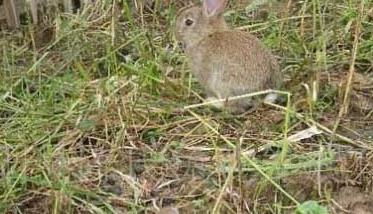杂交野兔养殖技术 野兔杂交兔养殖