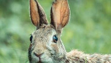 野兔的养殖前景分析 家养野兔的发展前景