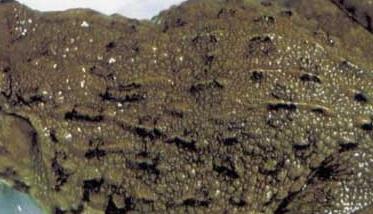 孕妇能吃田鸡吗？（孕妇能吃田鸡吗孕中期）